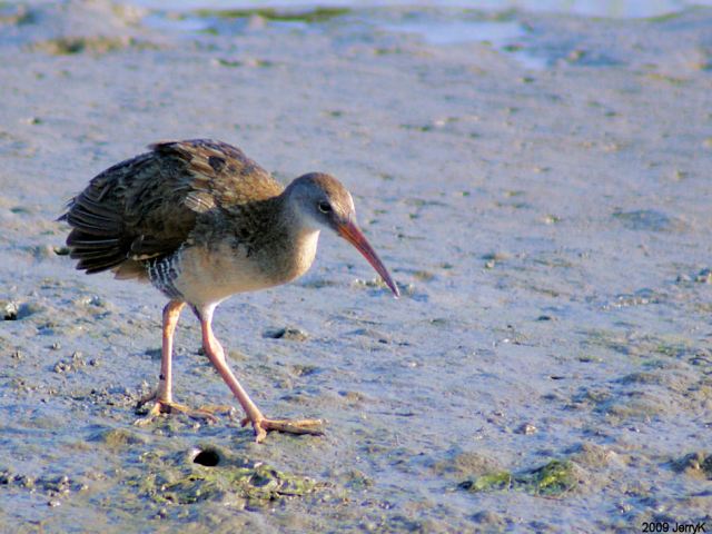 Clapper Rail Clapper Rail